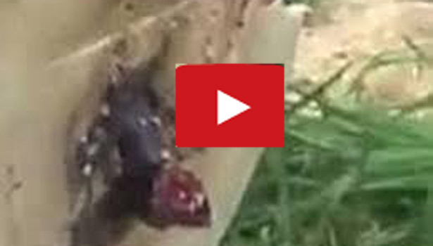 201604241405420216_thick-black-snake-emerges-when-American-man-cut-down-a-tree_SECVPF