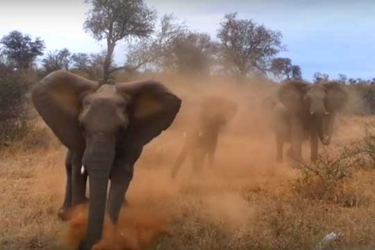 elephant_lot_003.w540