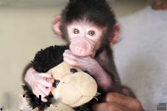 mom_dead_monkey_002.w540