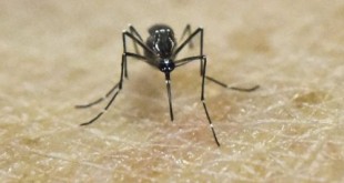 zika2-310x165