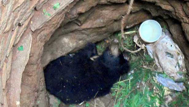 201605081710416035_bear-fell-in-well-then-3-days-struggle-at-the-well_SECVPF