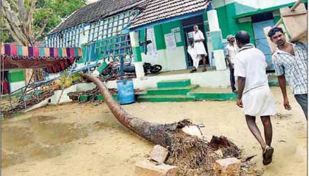 201605170754404559_21-injured-falling-coconut-tree-at-the-polls_SECVPF
