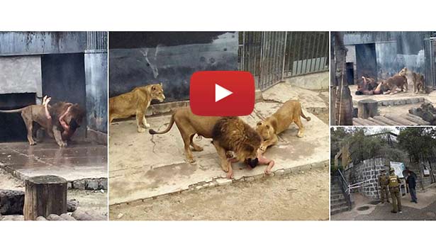 201605221355315873_chile-zoo-staff-kills-lions-to-save-suicidal-man_SECVPF