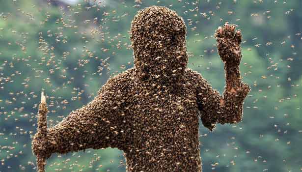 201605281453371181_young-man-killed-by-swarm-of-bees_SECVPF