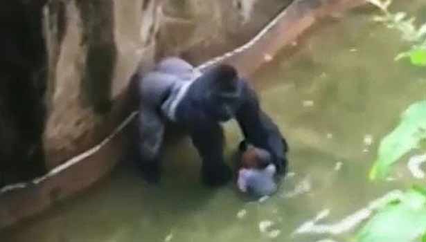 201605291357516980_Cincinnati-zoo-gorilla-shot-dead-as-boy-falls-into-enclosure_SECVPF