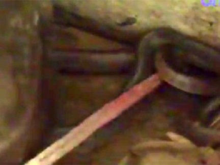 06-1465192716-indian-rat-snake-600