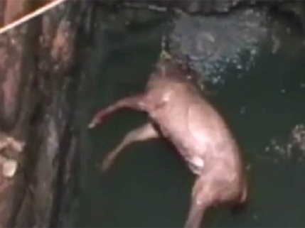 06-1465201603-deer3-600