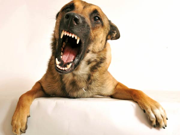 07-1465300127-dog-rabies2-600