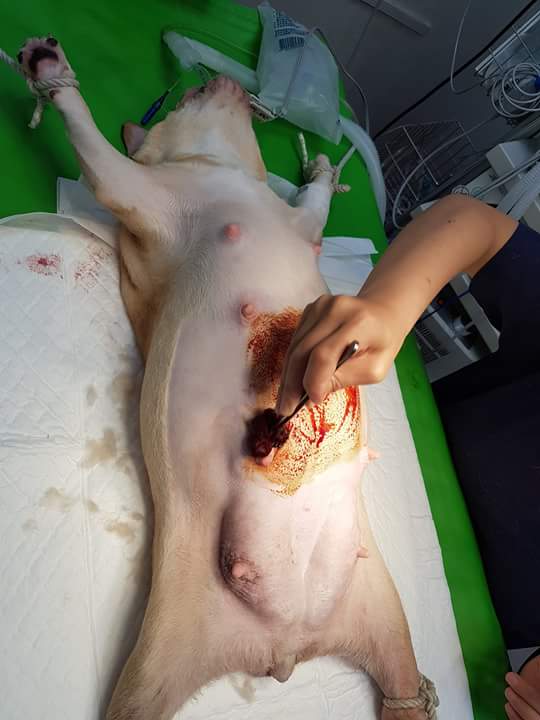 13406877_1213705865336737_3972119967352799405_n