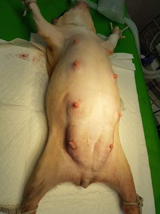 13406934_1213705768670080_2472407112852434424_n