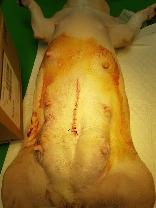 13413173_1213707195336604_3912775785730377794_n