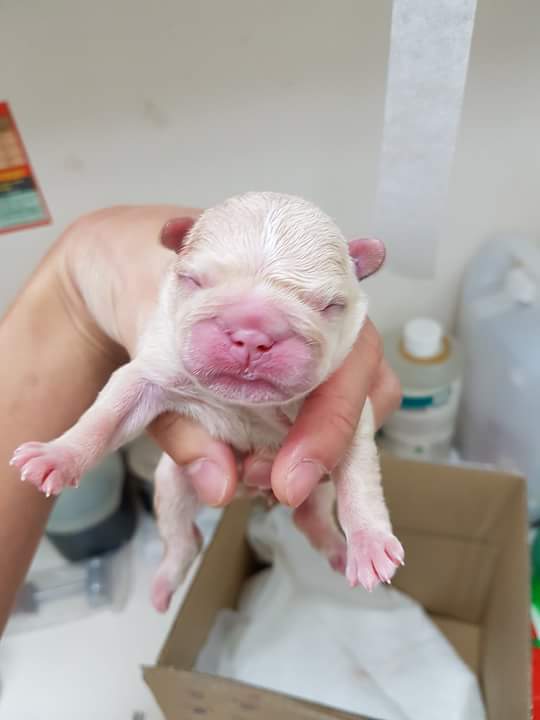 13413540_1213706725336651_8433010228889581170_n