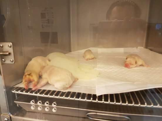 13417530_1213707458669911_3671953408644180714_n