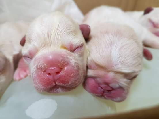 13419134_1213706855336638_2931462388756918468_n