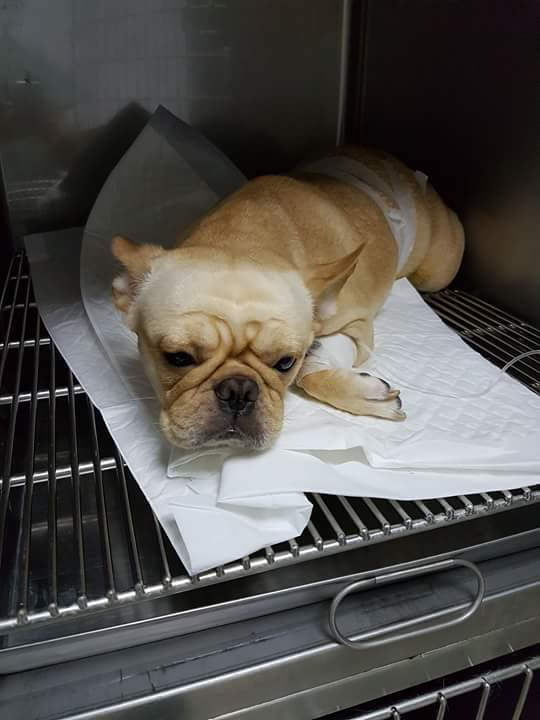 13423720_1213707512003239_8714097997453985810_n