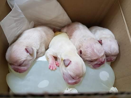 13423782_1213706805336643_3604336383560414253_n