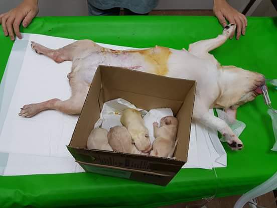 13428431_1213707242003266_2633171778830231370_n