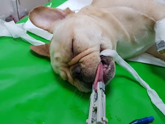 13428585_1213707408669916_5179835823355399786_n