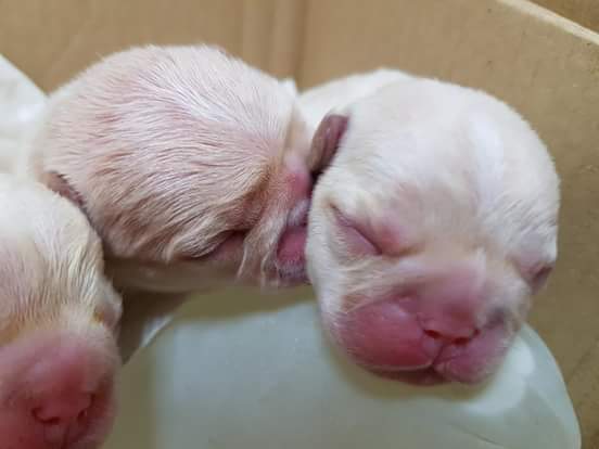 13428611_1213706902003300_301318434853876829_n