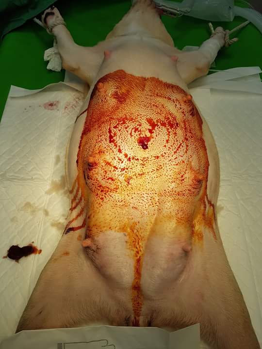 13442288_1213705975336726_1577994569171278670_n