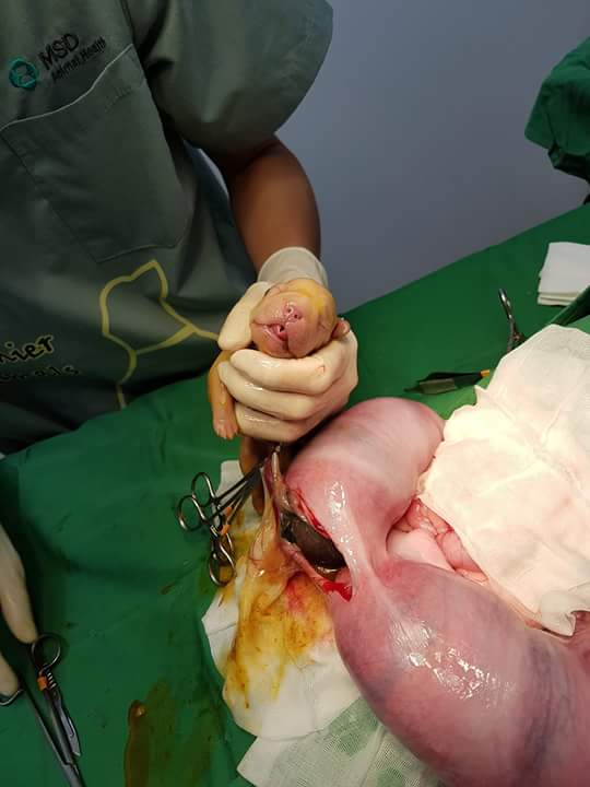 13445289_1213706675336656_6155157415158929623_n