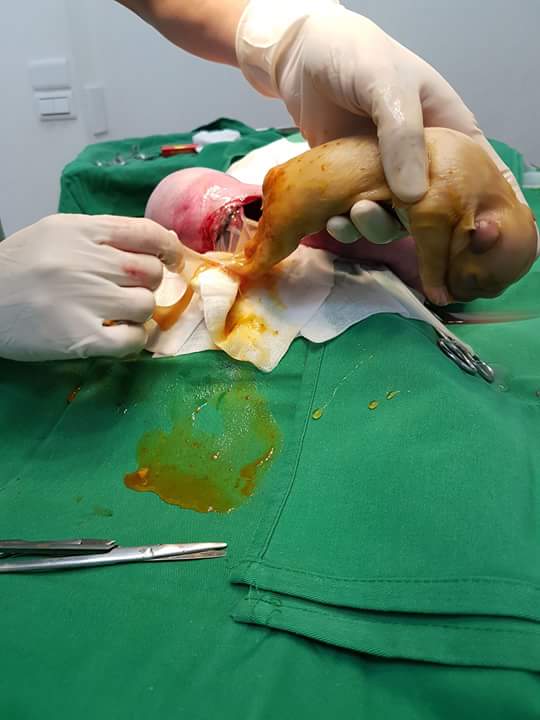 13450903_1213706525336671_3232943726702580859_n