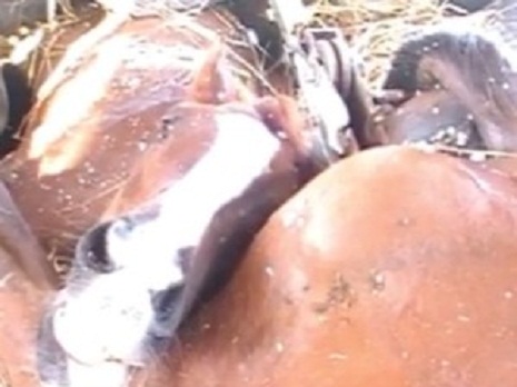 14-1465897819-horse-deathtt-600