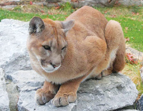 175203514lion_22062016_R25_CMY