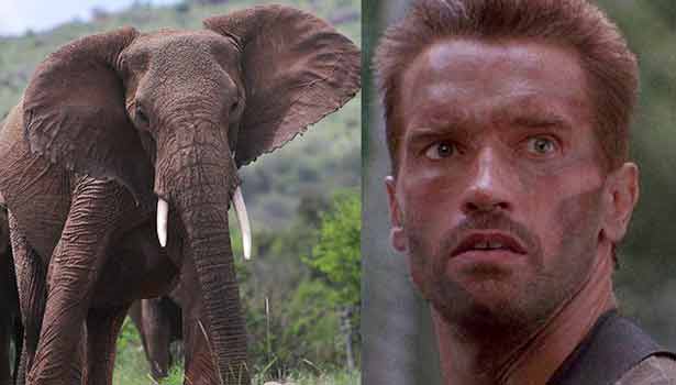 201606021759317049_Arnold-Schwarzenegger-gets-charged-by-elephant_SECVPF