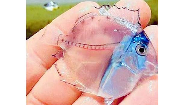 201606060933419008_Marvel-Glass-Fish--in-Thiruvananthapuram-sea_SECVPF