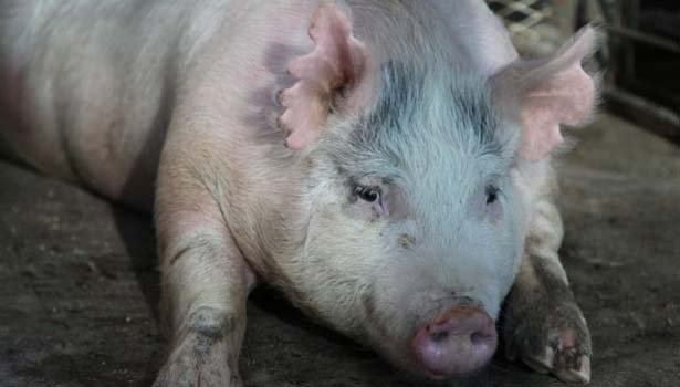 201606061346343307_Scientists-grow-human-organs-for-transplant-inside-pigs_SECVPF