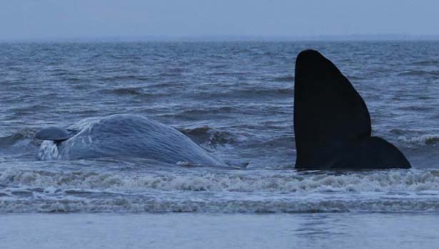 201606161214254008_8-Pilot-Whales-Dead-In-Indonesia_SECVPF