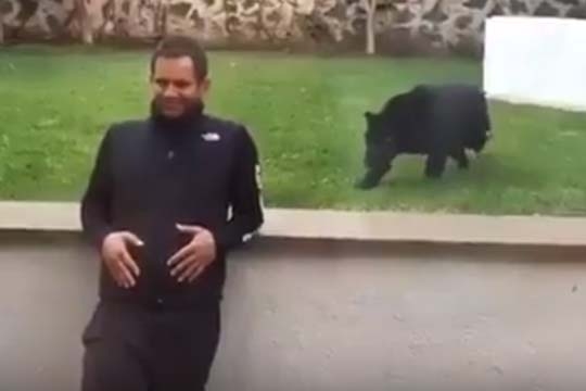 bear_attack_002.w540