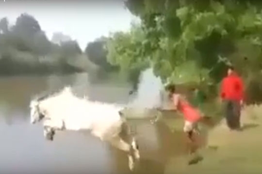 cow_training_002.w540