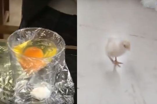 egg_chicken_002.w540