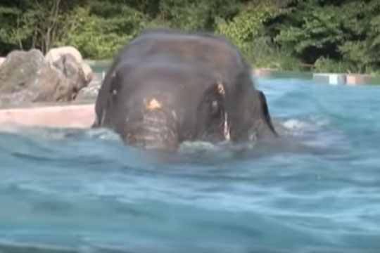 mirror_elephant_pool_002.w540