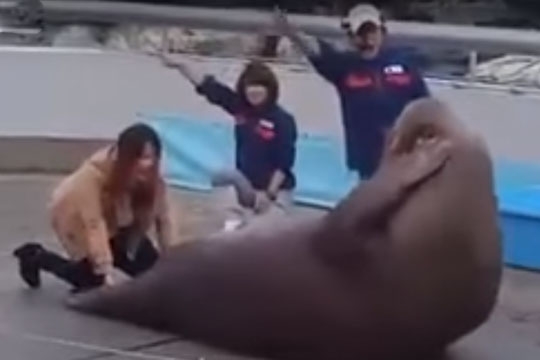 pushup_animal_002.w540