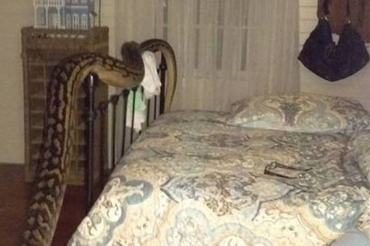 snake_bedroom_002.w540