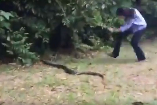 snake_girl_cat_002.w540