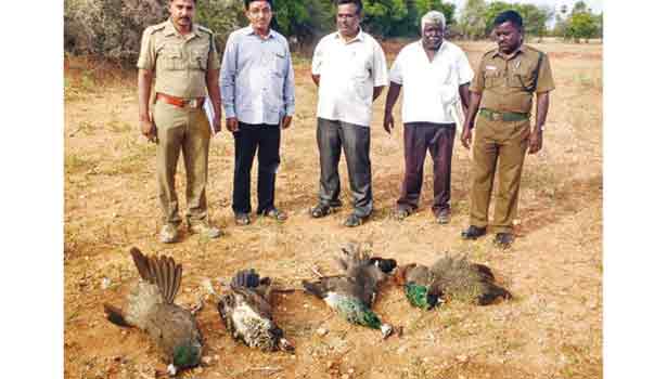 201607110839293337_Mysterious-deaths-7-Peacocks-at-Perundurai_SECVPF