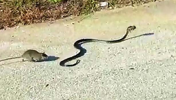 201607121136408018_Mom-Rat-Saves-Baby-Rat-From-Snake_SECVPF