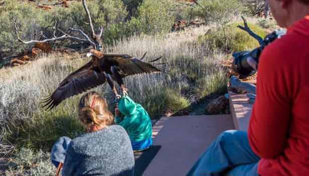 201607131108024200_eagle-try-to-through-boy-in-Australia_SECVPF