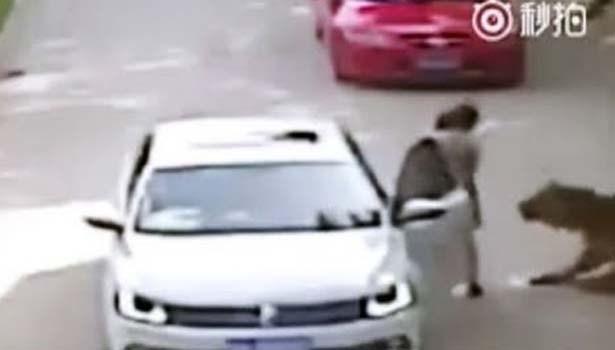 201607251120126414_Tiger-attack-woman-death-at-Chinese-wildlife-park_SECVPF