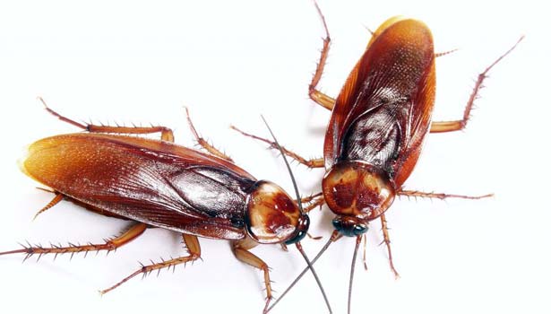 201607281219563566_Cockroach-Milk-May-Be-The-Next-Hottest-Superfood-Scientists_SECVPF