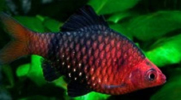 625.117.560.350.160.300.053.800.210.160.90 (7)