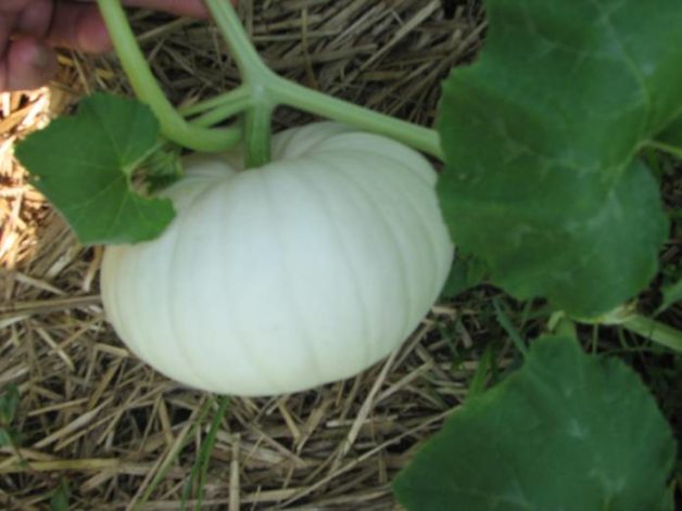 White-Pumpkin