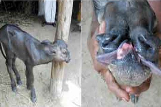 calf_different_002.w540