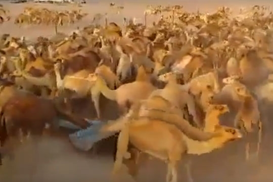 camel_water_002.w540