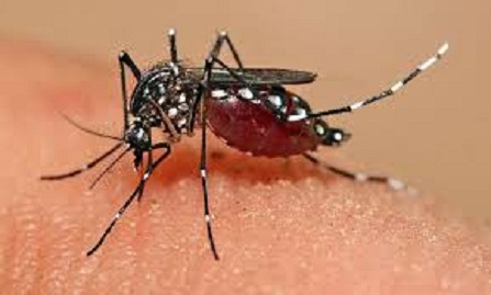 dengue