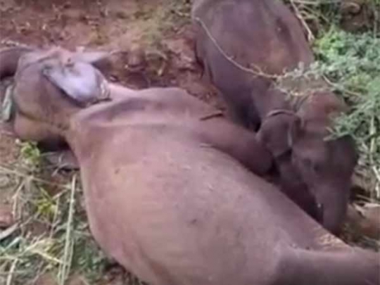 elephant_dead_002.w540
